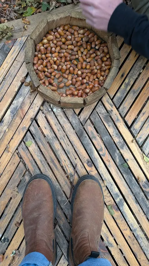 Gathering acorns on the cabin’s wooden deck during a slow, screen-free stay in nature